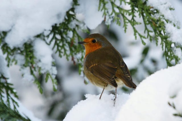 Two Robins Wish You a Very Happy Christmas