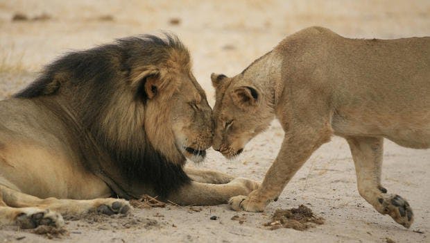 The Internet Reacts to Lion Killer -- And Probably Ruins His Life