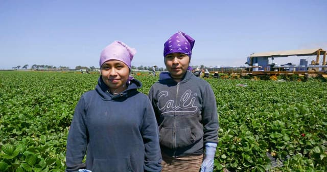 Migrant Students Work in Fields During COVID School Closures | CalMatters