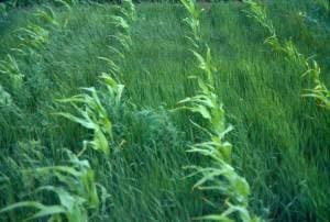 The New Environmentalism – Individuals and Property Rights