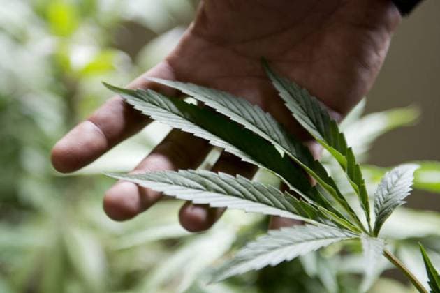 Marijuana Use Growing Nationwide; Adults Leading Trend