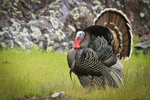 10 Facts About Thanksgiving You Likely Didn't Know