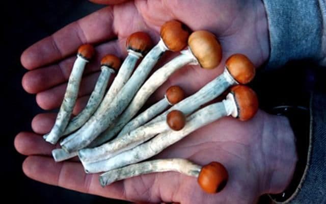 In Big Win for Federalism, "Magic" Mushrooms Up Next for CA Ballot?