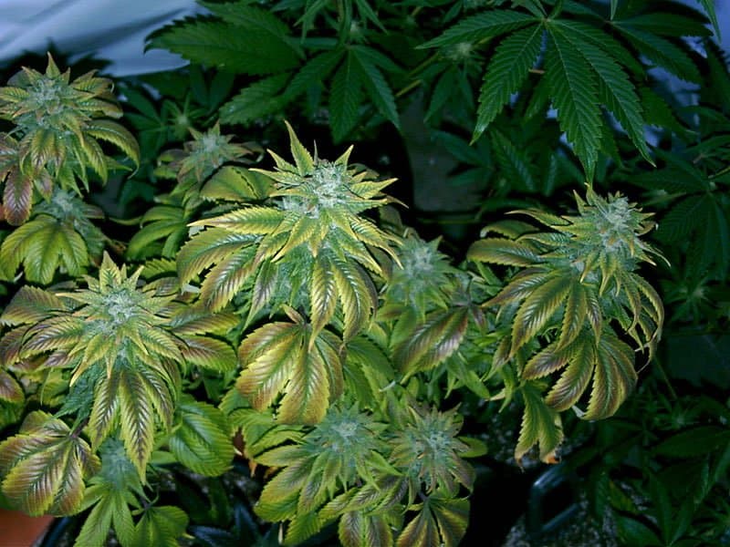 image article