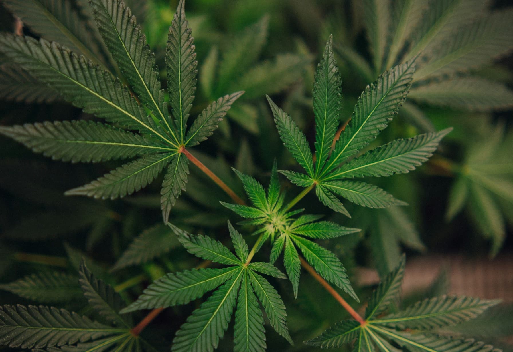 cannabis plant
