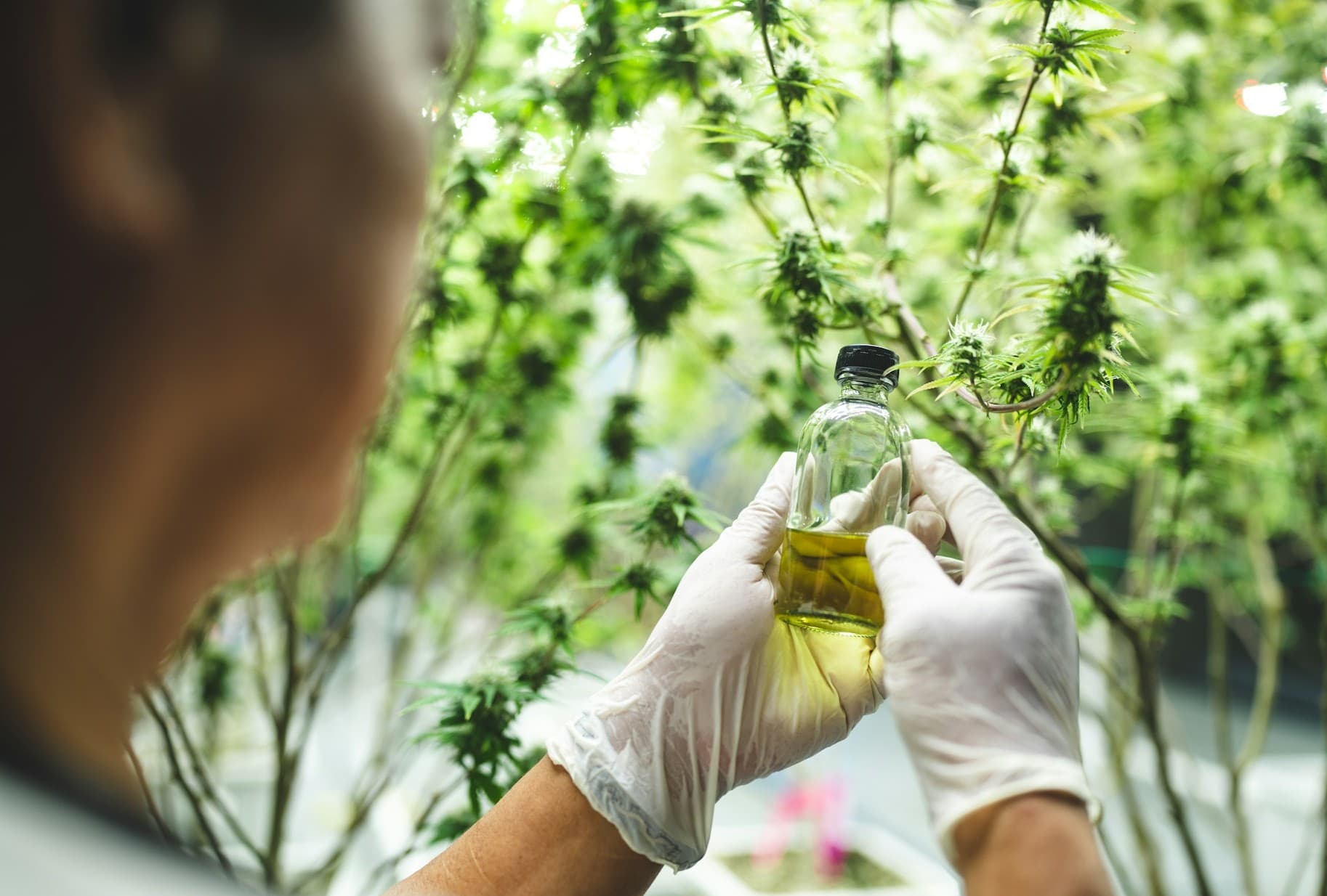 Cnannabis and CBD oil