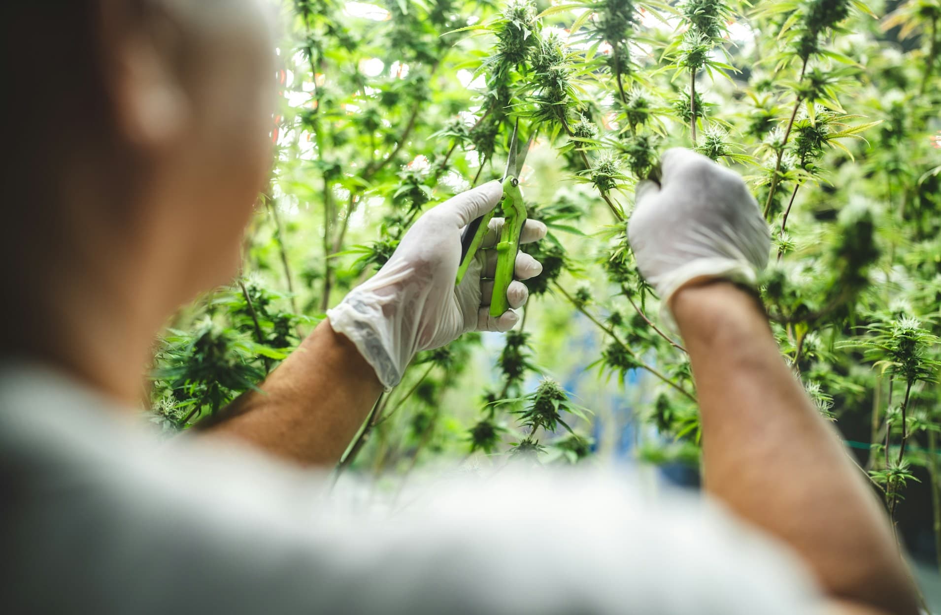 Person cutting hemp plant. 