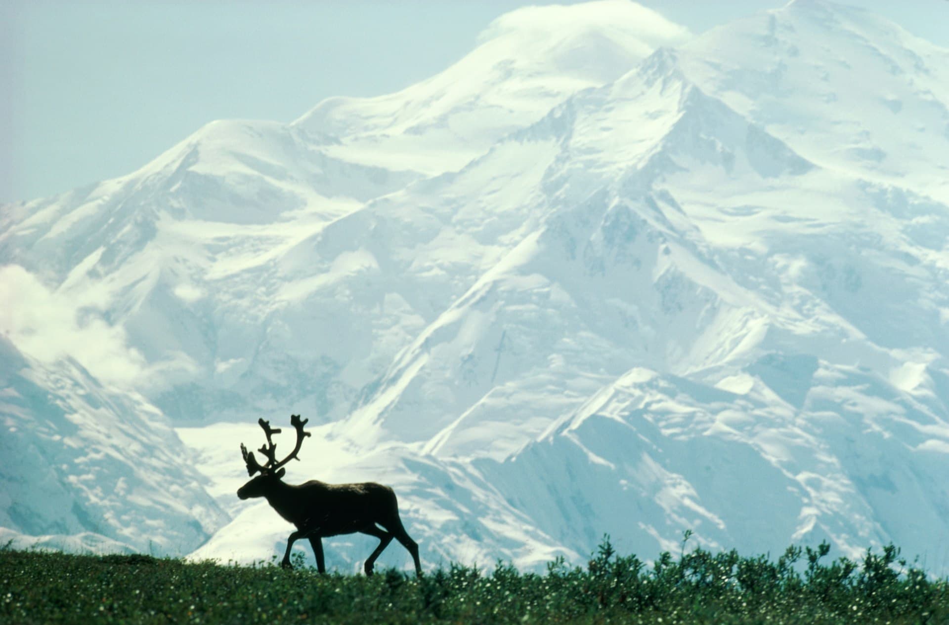 Caribou on grass with a snow-covered mountain in Alaska in the background.
