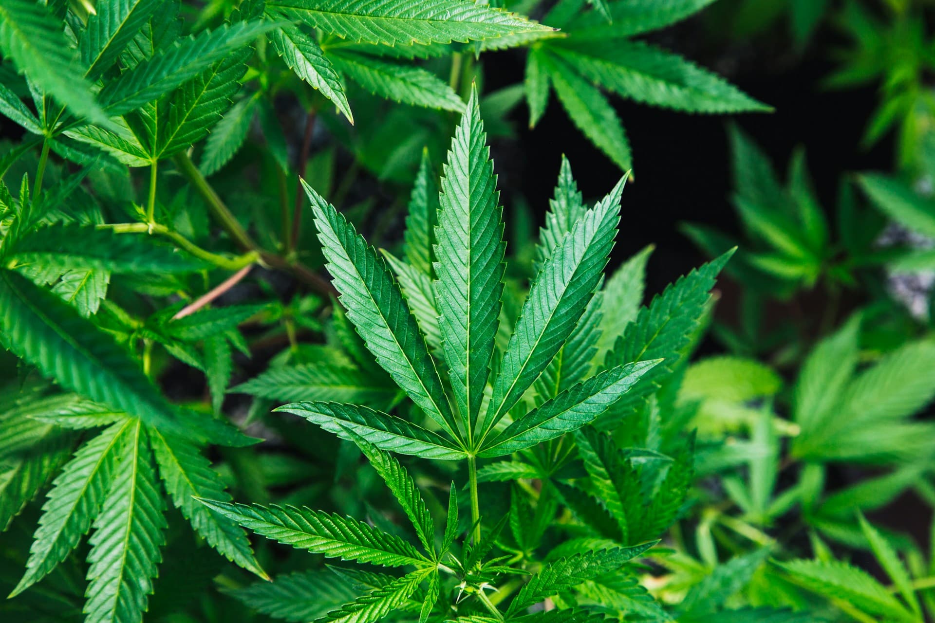 Marijuana plant. 