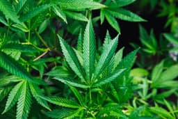 Why the War on Cannabis Refuses to Die: How Boomers and the Yippies Made Weed Political