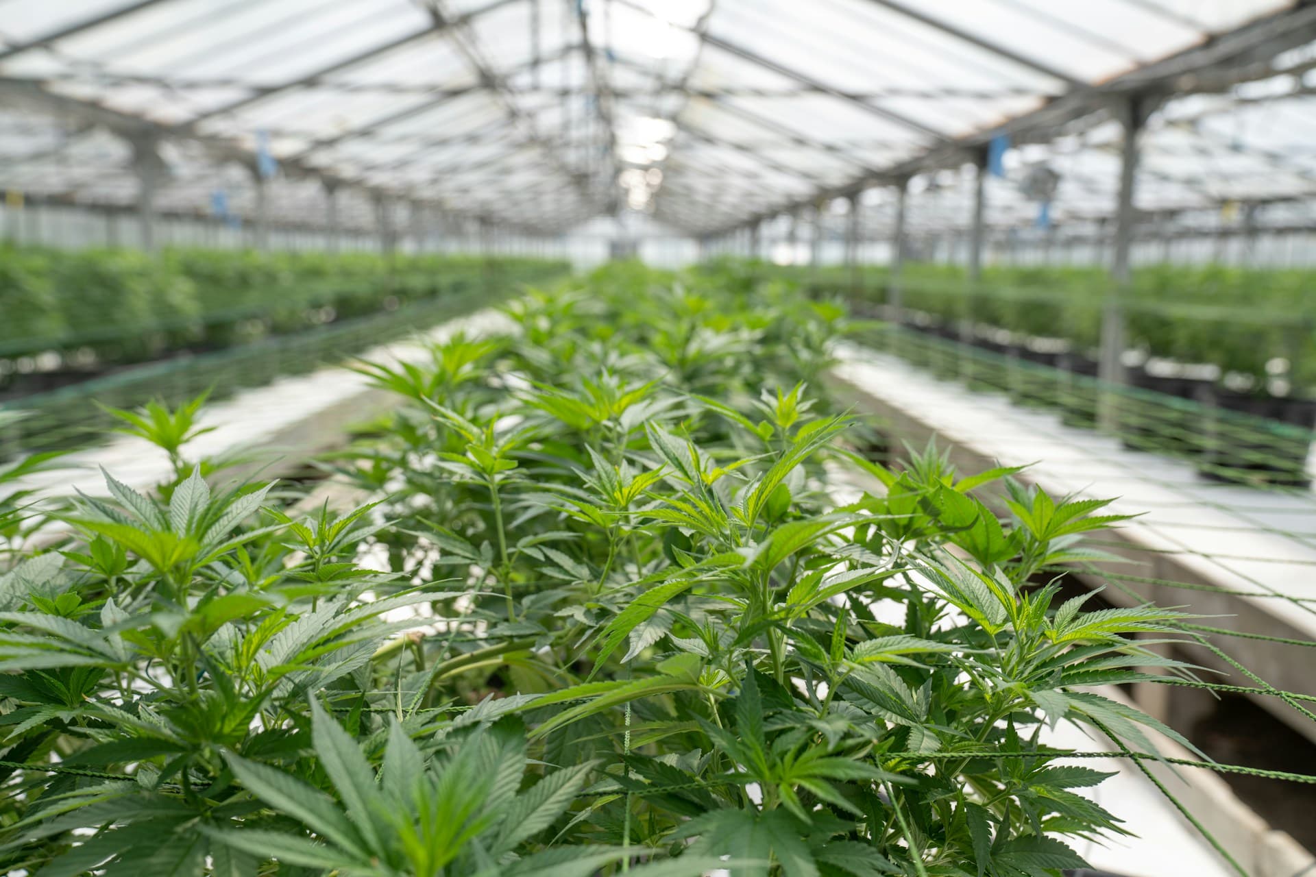 Cannabis plants