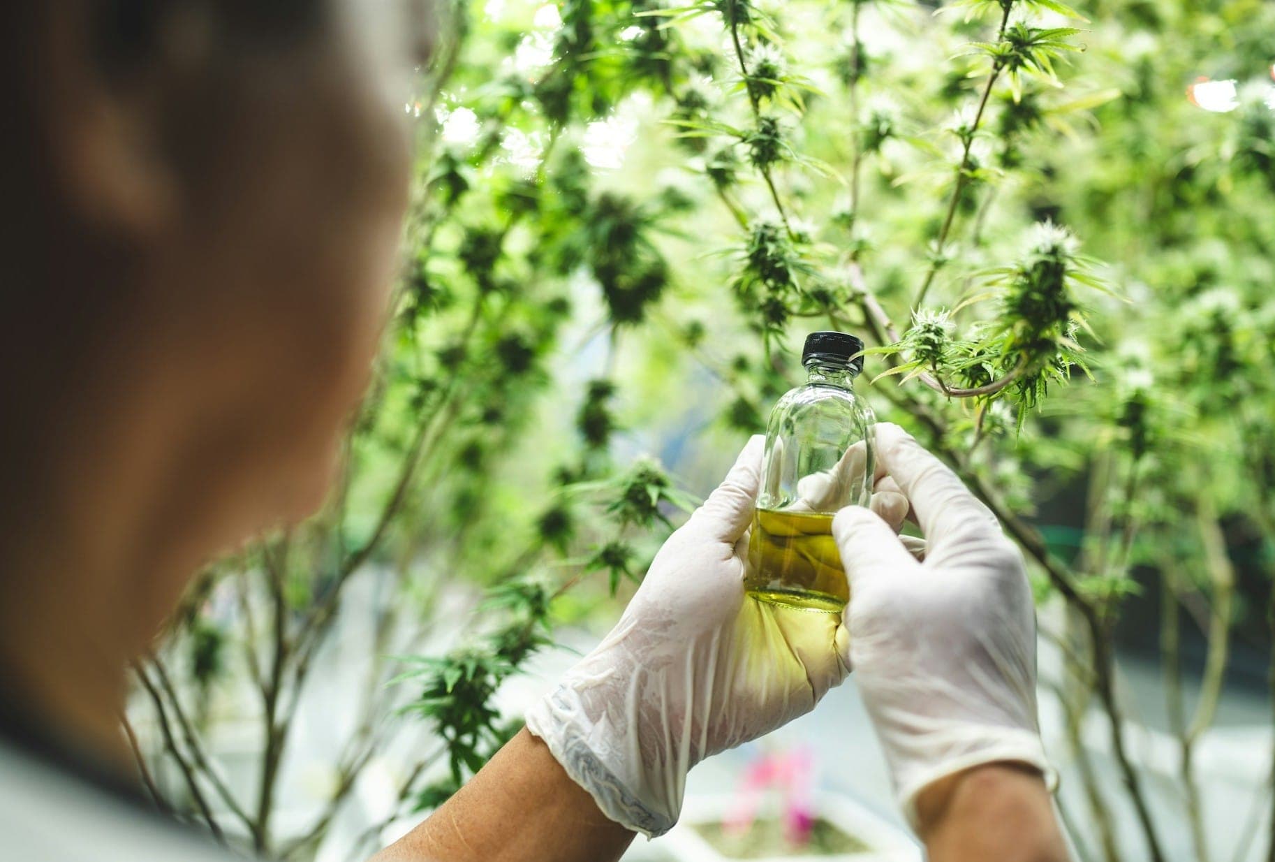 Sen. Padilla Pushes, But DEA Nominee Terry Cole Won’t Commit to Cannabis Rescheduling