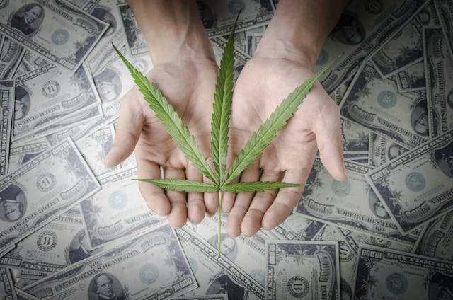 Wanna Grow Marijuana? A Few Lessons From Colorado