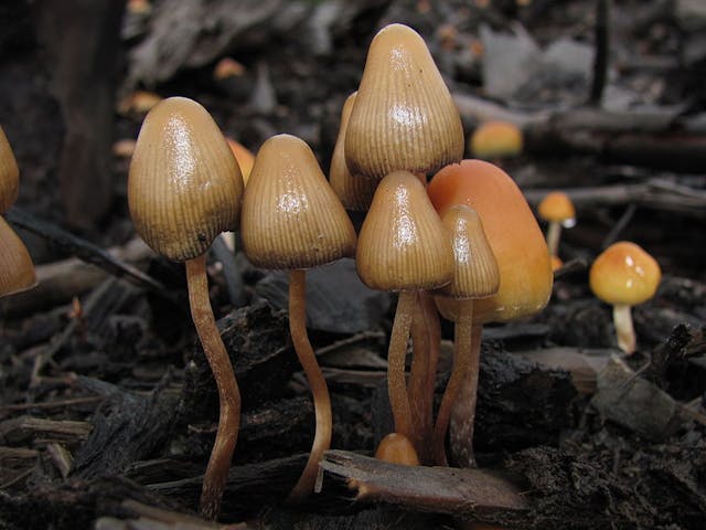 Denver, Colorado Might Decriminalize Psychedelic Mushrooms As Soon As May 2019