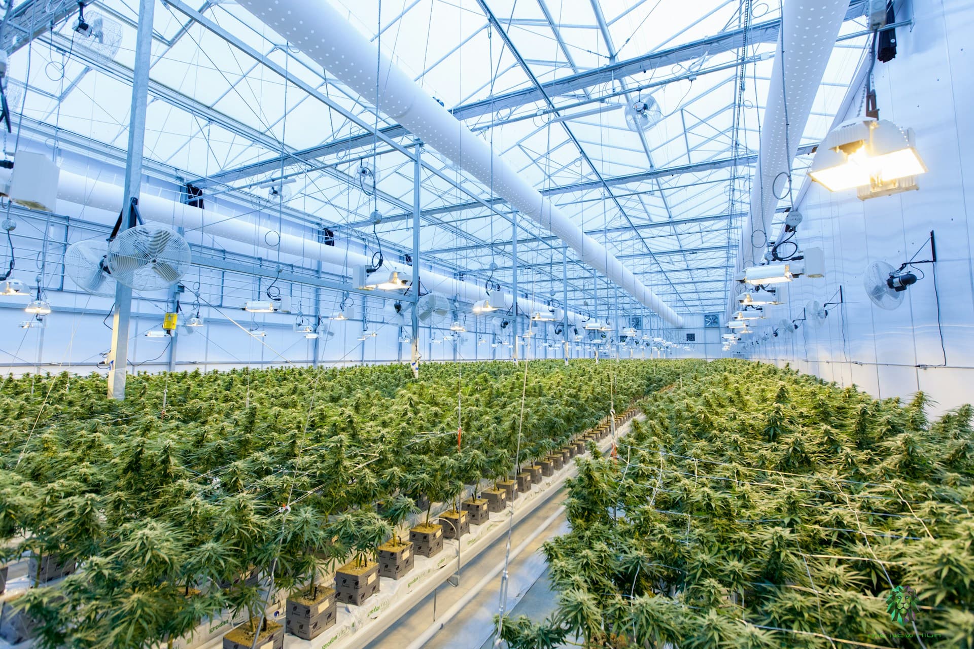 Marijuana farm.