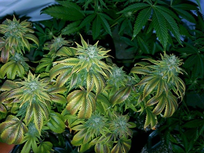 Marijuana Prohibition Loses Ground to Modern Federalism