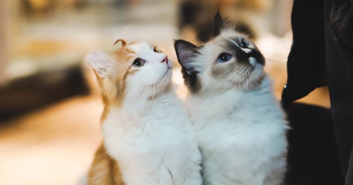 How Cats Can Help Fix Politics -- No, Seriously